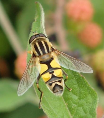 Réf. 190 303 : Helophilus trivittatus